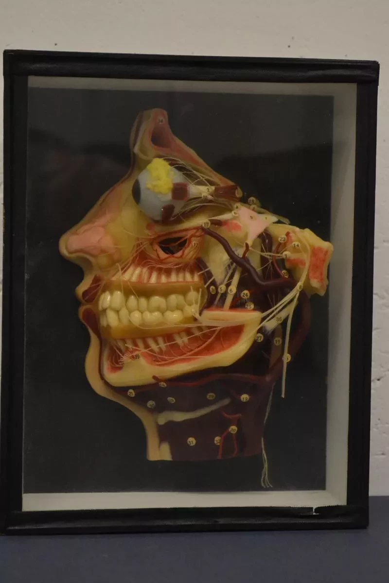 Tableau d'anatomie de la tête déposé aux Archives de la Fondation La Source